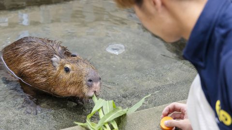 名古屋ＥＣＯ動物海洋専門学校 オープンキャンパスを開催！