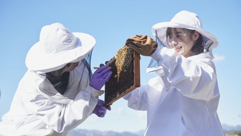 工学院大学 「みつばちプロジェクト」がキャンパス内で飼育したミツバチからハチミツやオリジナル商品を開発