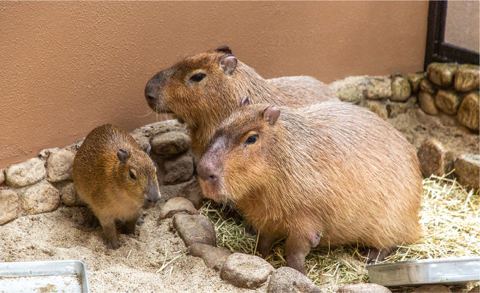 ECO動物園