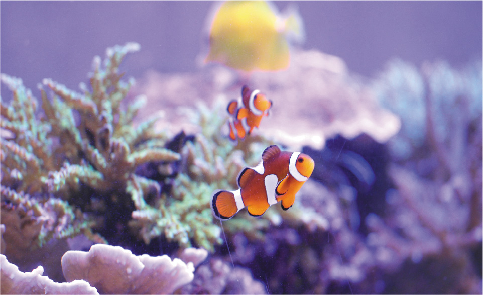 ECO水族館