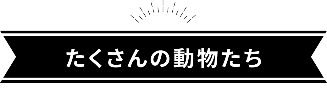 たくさんの動物たち