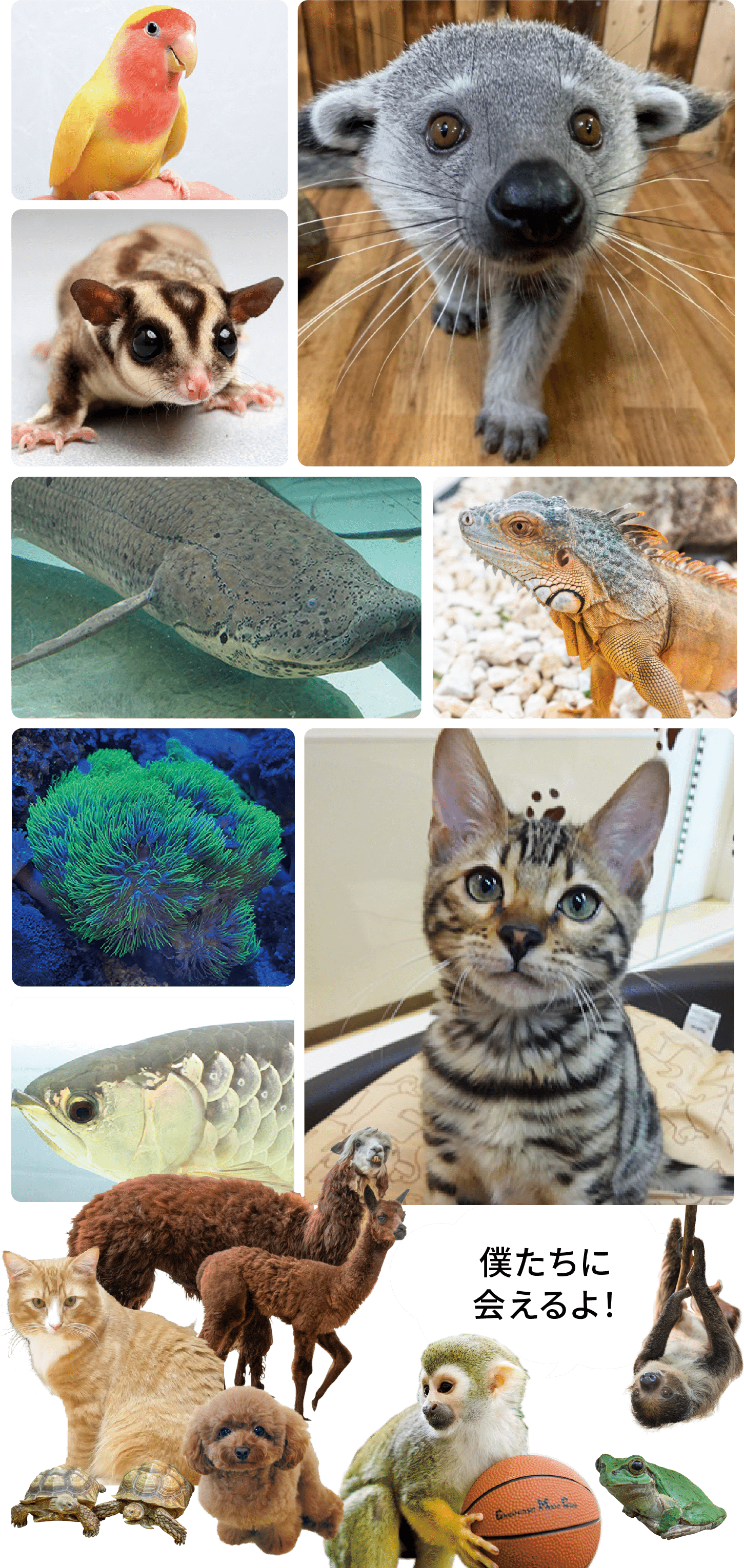 たくさんの動物たち