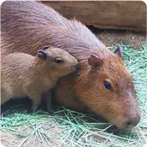 動物の写真