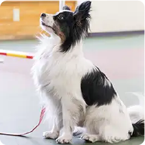 動物の写真