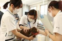 国家資格「愛玩動物看護師」を取得したい！動物医療現場で活躍したい方にオススメの体験授業！