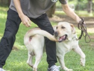 警察犬トレーニングin名犬キャンパス