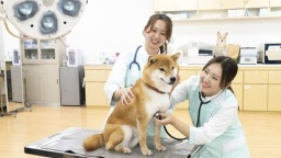 犬とふれあいながら愛玩動物看護師のお仕事を体験！また国家資格「愛玩動物看護師」についても説明します！