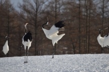 自然｜野生動物｜自然を守るプロ　もっと知ってみよう