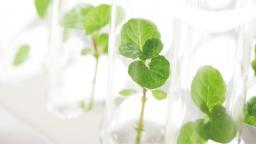 植物バイオコースの授業を楽しく体験しよう！