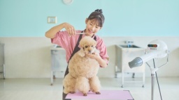 ペットトリマーってどんなお仕事?ワンちゃんとふれあいながら挑戦してみよう!