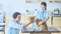 犬とふれあいながら愛玩動物看護師のお仕事を体験!また国家資格「愛玩動物看護師」についても説明します!