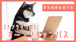 来校が難しい方の為のオンライン型オープンキャンパス《愛玩動物看護学科》