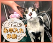 ねこ好き必見!少人数限定のお手入れ体験