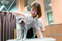 カット、シャンプー、爪切りなどを学校のワンちゃんで実際にチャレンジ!