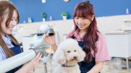 ペットや飼い主さんに満足してもらえるペットトリマーになろう