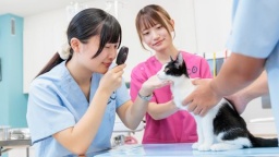 動物や飼い主さんに信頼される動物看護師になろう