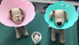 専門職短期大学と専門学校の学びの違いを知ろう!