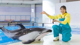 水族館などでパフォーマンスをするトレーナーについて詳しく知ろう！！
