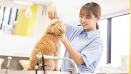 可愛いワンちゃんとふれあいながらトリミングの魅力を体感しよう！