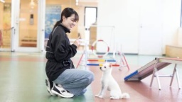 色々な犬種のワンちゃんと、基本的なトレーニングに挑戦しよう！