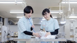 獣医師と飼い主さんをつなぐ愛玩動物看護師を目指そう!