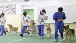 かわいいワンちゃんと楽しく触れ合いながらドッグトレーナーの仕事について学ぼう！