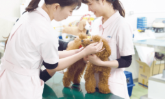 かわいいワンちゃん＆猫ちゃんと♪ 楽しく体験しながら愛玩動物看護師について学ぼう！