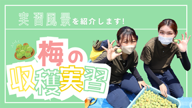 【実習風景】梅を収穫してみよう！（新潟農業・バイオ専門学校)