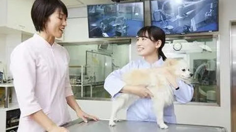 大阪ペピイ動物看護専門学校 カリキュラムの5割以上が実習・演習授業