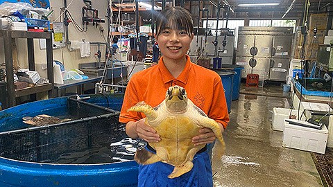 埼玉動物海洋専門学校 インターン実習（海洋生物飼育学科）