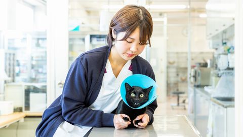 北海道エコ・動物自然専門学校 飼い主様と猫たちを繋ぐ、「ねこ部」による保護活動