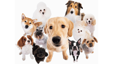 中央動物専門学校 約100頭の校有犬、2000頭以上のカットモデル犬・猫での学び