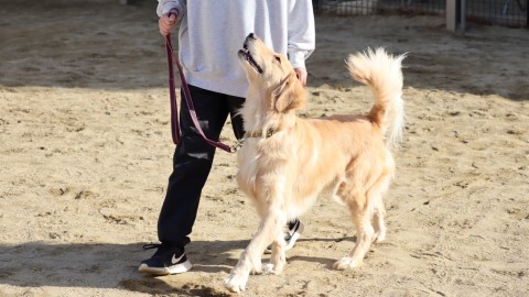 広島アニマルケア専門学校 飼っている愛犬と共に学べる授業もあり！