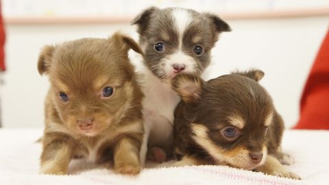 つくば国際ペット専門学校 豊富な実習動物!