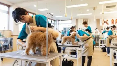 京都動物専門学校 トリマーライセンス「W資格+1」