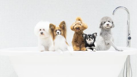 北海道どうぶつ・医療 専門学校 PRイメージ6