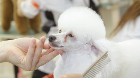 東北愛犬専門学校 PRイメージ2