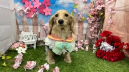 ナンバペット美容学院