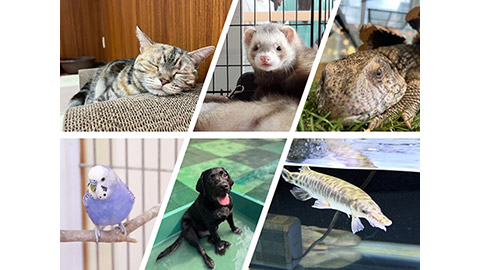 大宮国際動物専門学校 Instagramでかわいい動物たちをチェック！