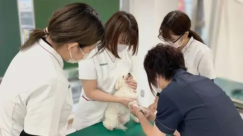 愛犬美容看護専門学校 学費道内最安値に挑戦！愛玩動物看護師を目指す