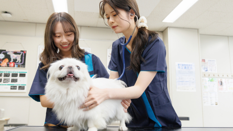 日本動物専門学校 ペット全般に関する知識とビジネススキル、両方が身につく！
