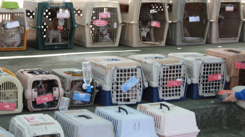 愛知ペット専門学校 ～犬達の避難訓練～今年も避難訓練が実施されました。