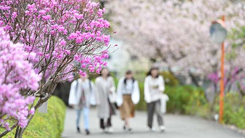 東京純心大学 2020年4月「保健師課程」開設（看護学部看護学科）