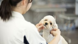 ワンランク上のサービスで差をつけるプロのトリマーを育成（札幌どうぶつ専門学校）