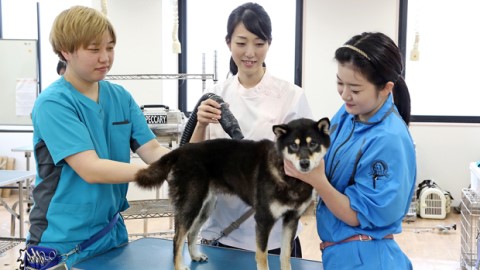セントラル動物専門学校 クローバーカリキュラム