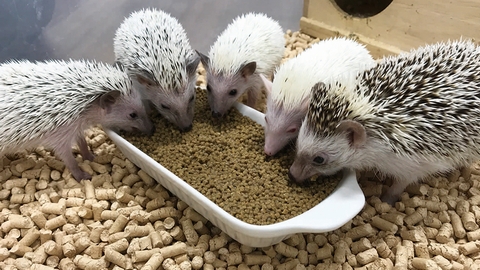 専門学校 東北動物看護学院 学校内には400以上の動物たち!